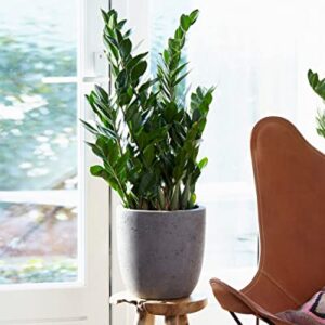 Zamioculcas