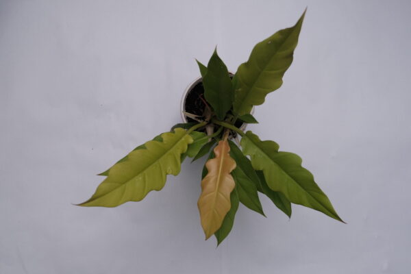 Philodendron Ring of fire Aurea - Golden pluto / Golden saw - Image 4