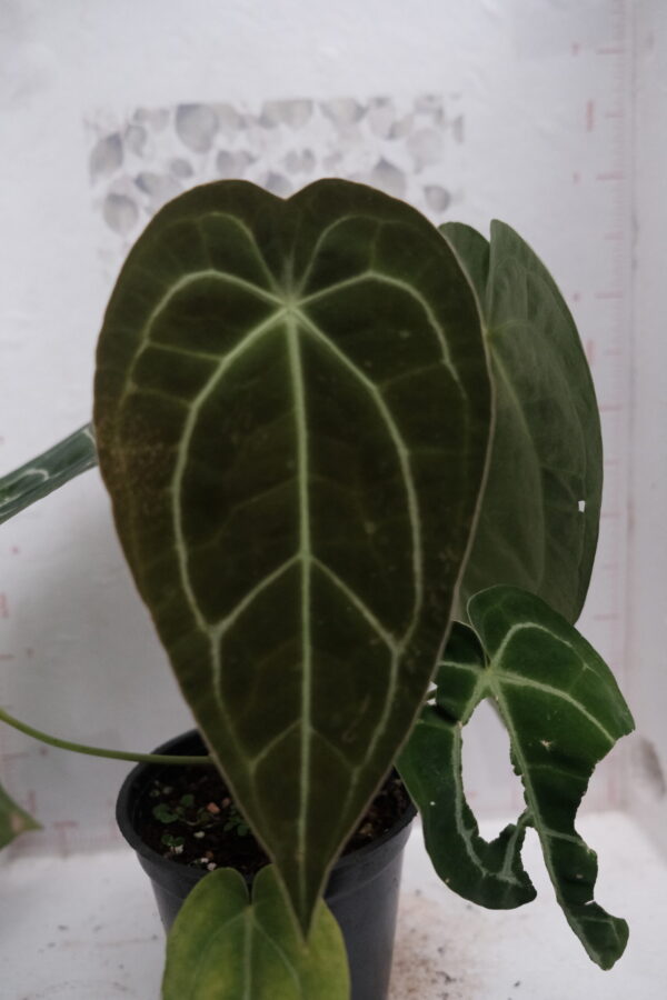 Anthurium Forgetii Hybrid - Image 2