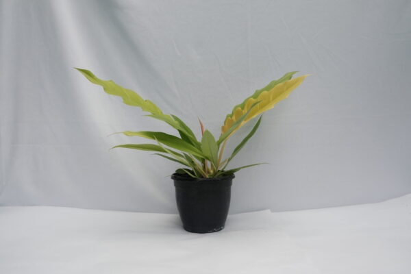 Philodendron Ring of fire Aurea - Golden pluto / Golden saw - Image 2