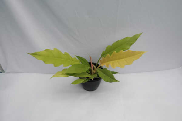 Philodendron Ring of fire Aurea - Golden pluto / Golden saw - Image 3