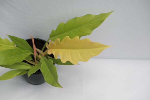 Philodendron Ring of fire Aurea - Golden pluto / Golden saw