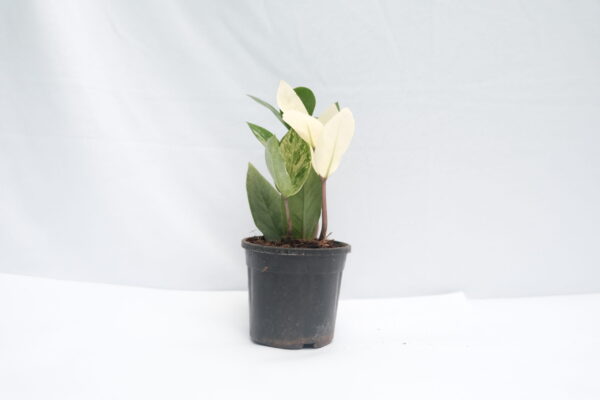 Variegated Zamioculcas - ZZ Plant - Image 4