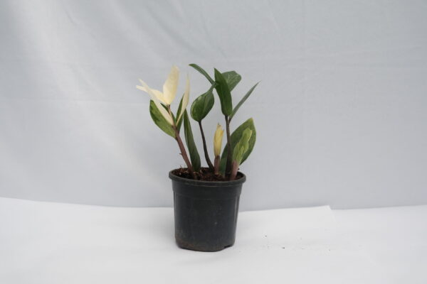 Variegated Zamioculcas - ZZ Plant - Image 3