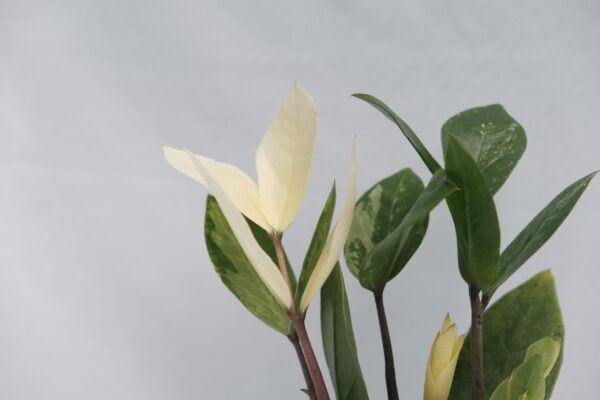 Variegated Zamioculcas - ZZ Plant - Image 2