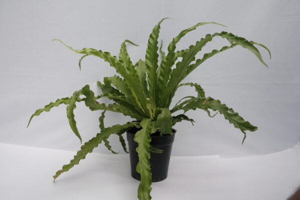 Victoria Fern - Asplenium Nidus 'Antiquum'