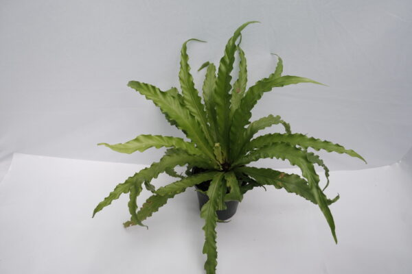 Victoria Fern - Asplenium Nidus 'Antiquum' - Image 4