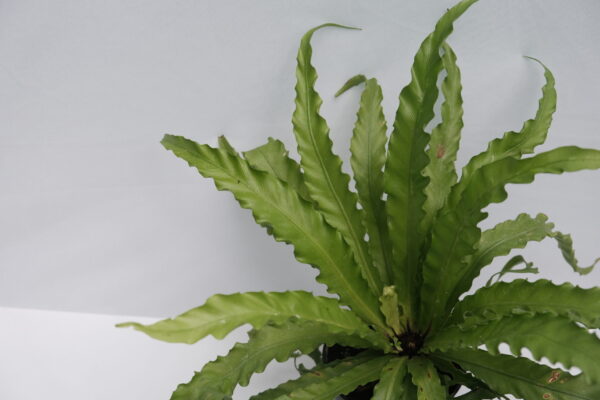 Victoria Fern - Asplenium Nidus 'Antiquum' - Image 3