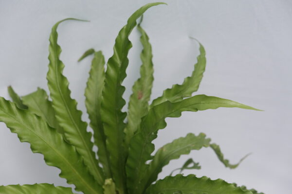 Victoria Fern - Asplenium Nidus 'Antiquum' - Image 2