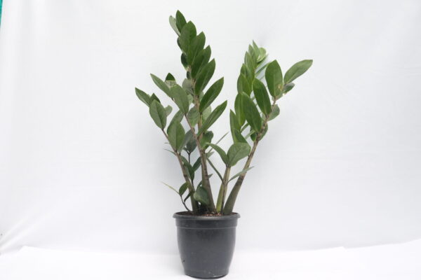 ZZ Plant - Zamioculcas Zamifolia - XL