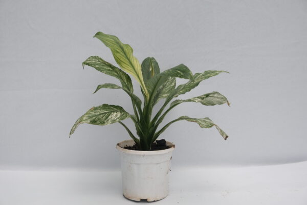 Spathiphyllum Jessica