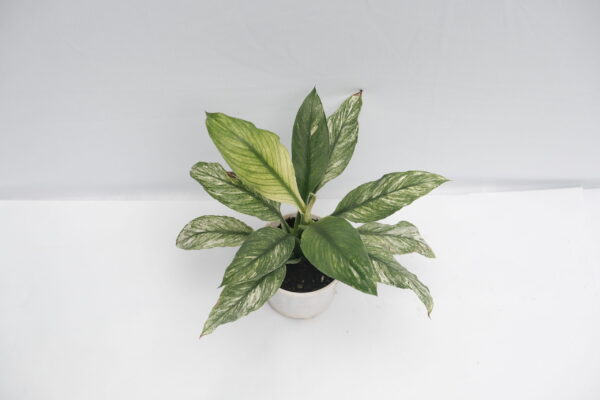 Spathiphyllum Jessica - Image 3