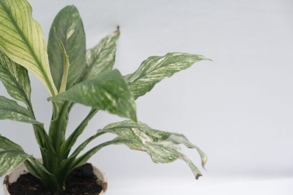 Spathiphyllum Jessica - Image 2