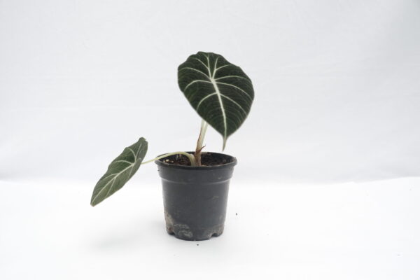 Alocasia Black Velvet - Reginula