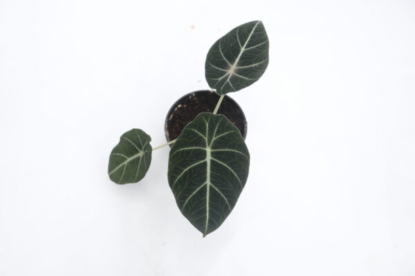 Alocasia Black Velvet - Reginula - Image 3