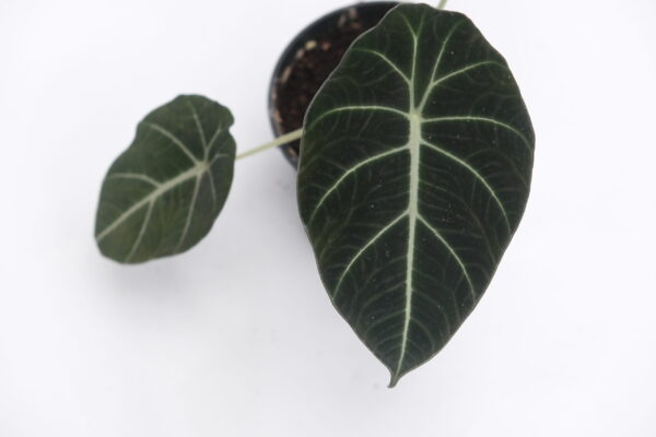 Alocasia Black Velvet - Reginula - Image 2