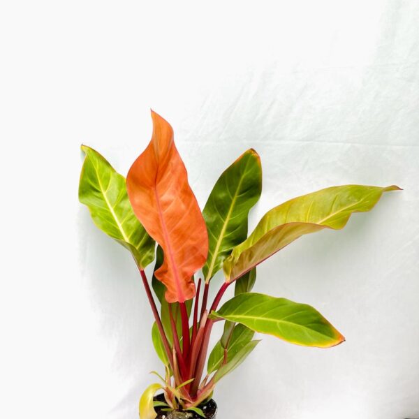 Philodendron Cardinal - Choco- L - Image 2