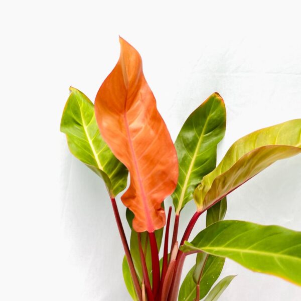 Philodendron Cardinal - Choco- L