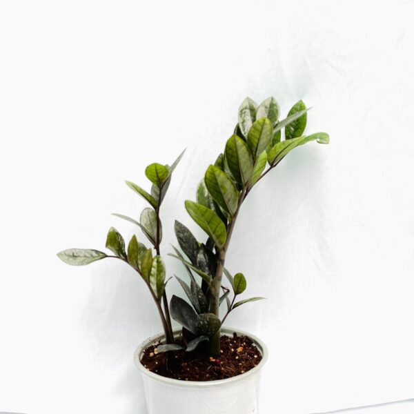 Zamioculcas Black Raven - ZZ