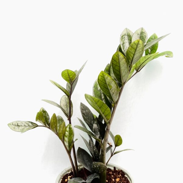 Zamioculcas Black Raven - ZZ - Image 4