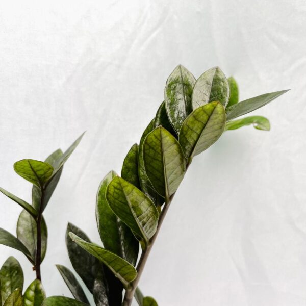 Zamioculcas Black Raven - ZZ - Image 2