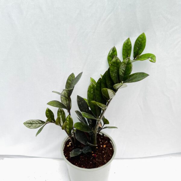 Zamioculcas Black Raven - ZZ - Image 3