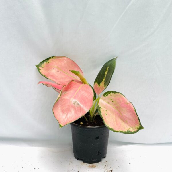 Aglaonema Jaipong - Pink - Image 3