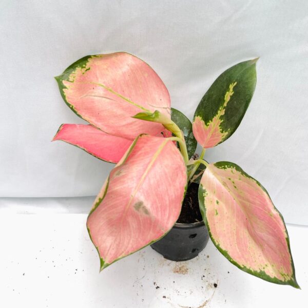 Aglaonema Jaipong - Pink - Image 2