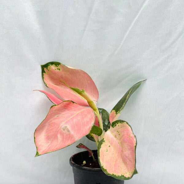 Aglaonema Jaipong - Pink