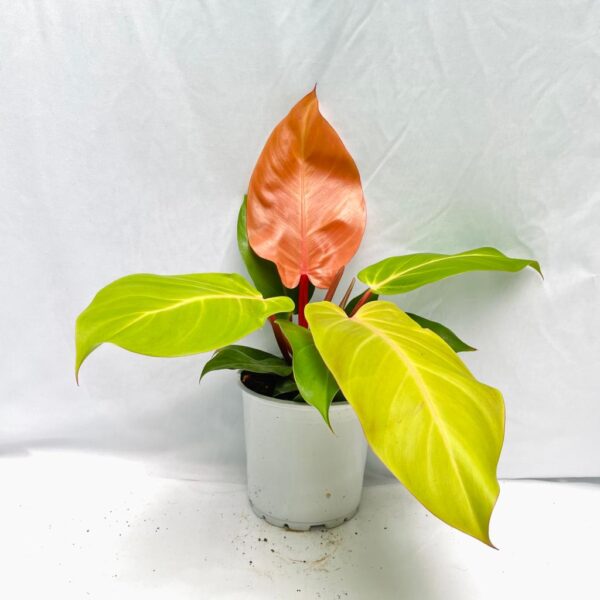 Philodendron McColley's Finale - L - Image 4