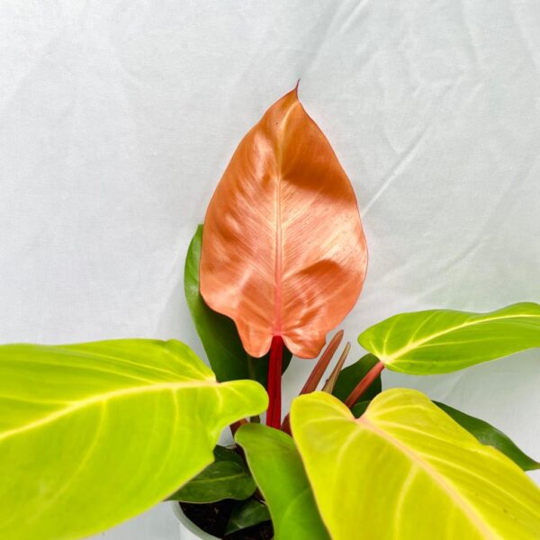 Philodendron McColley's Finale - L - Image 2