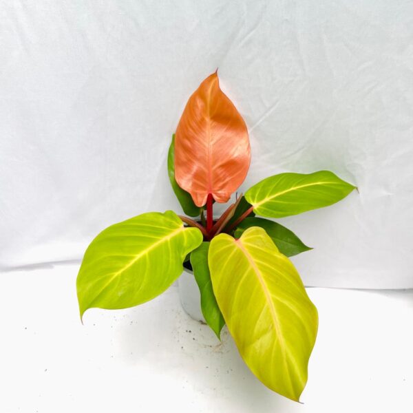 Philodendron McColley's Finale - L - Image 3