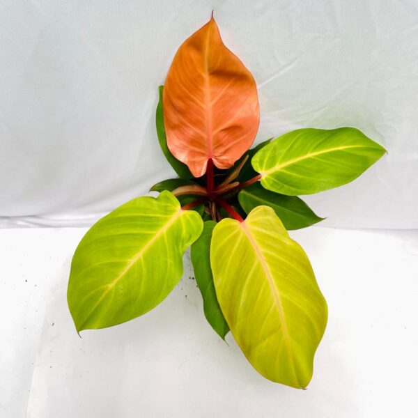 Philodendron McColley's Finale - L