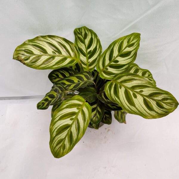 Calathea Makoyana - M - Image 2