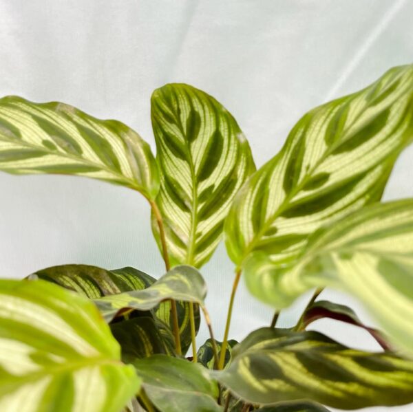 Calathea Makoyana - M - Image 3