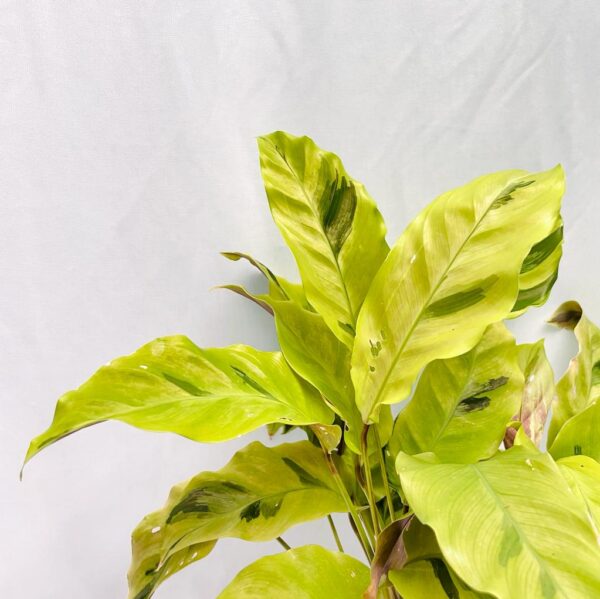 Calathea Yellow Fusion - L
