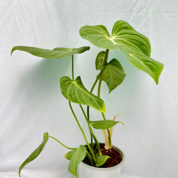 Philodendron Gloriosum - L - Image 3