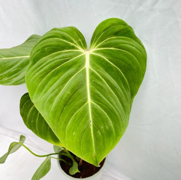 Philodendron Gloriosum - L