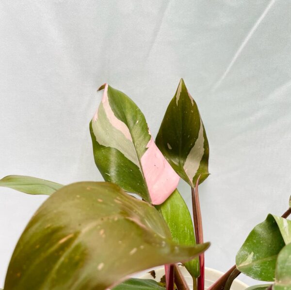 Philodendron Pink Princess - Image 4