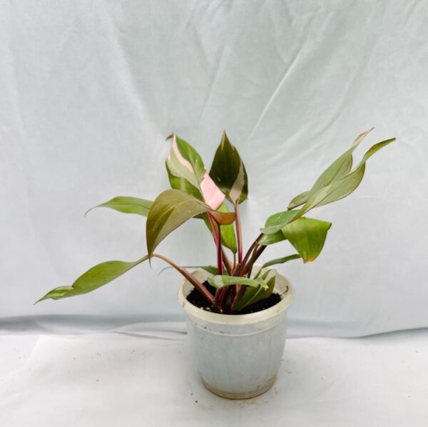 Philodendron Pink Princess - Image 3