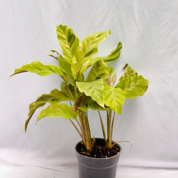 Calathea Yellow Fusion - L - Image 2