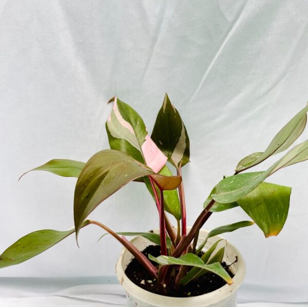 Philodendron Pink Princess - Image 2