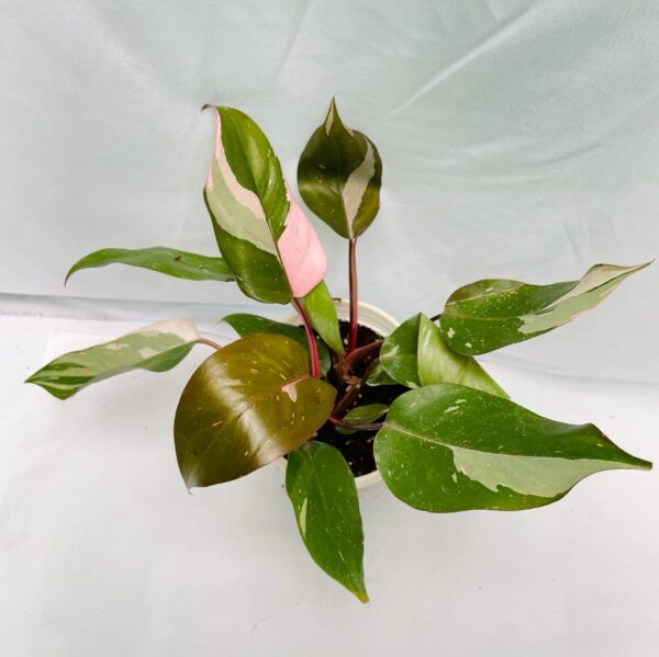 Philodendron Pink Princess