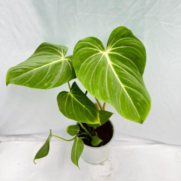 Philodendron Gloriosum - L - Image 2