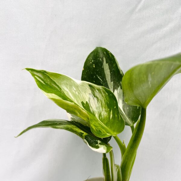 Philodendron White Wizard