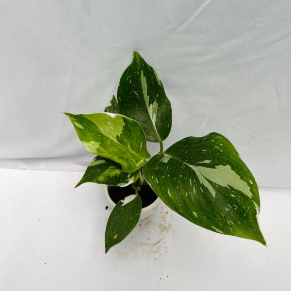 Philodendron White Wizard - Image 2