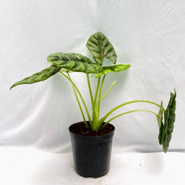 Alocasia Sinuata- L - Image 4