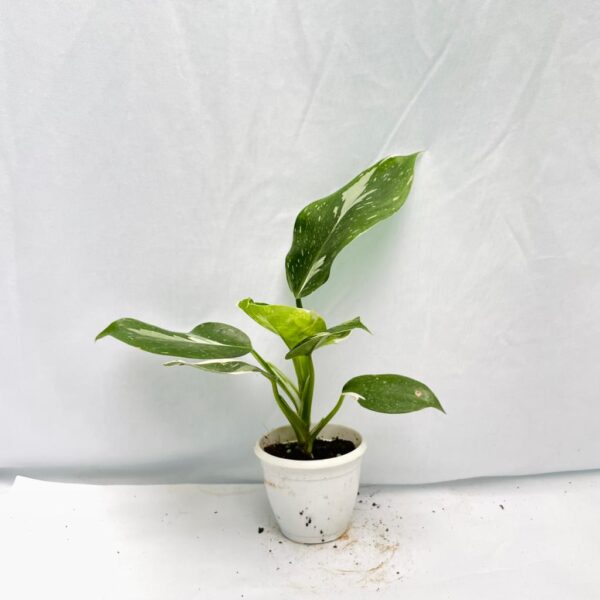 Philodendron White Wizard - Image 4