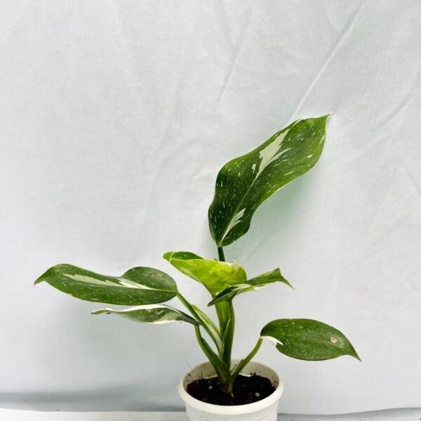 Philodendron White Wizard - Image 3