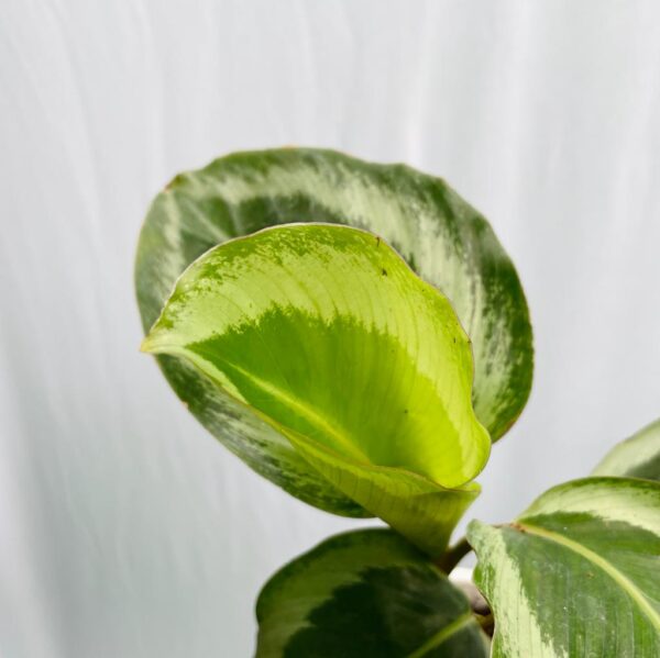 Calathea Bicajoux Gekko - Image 3